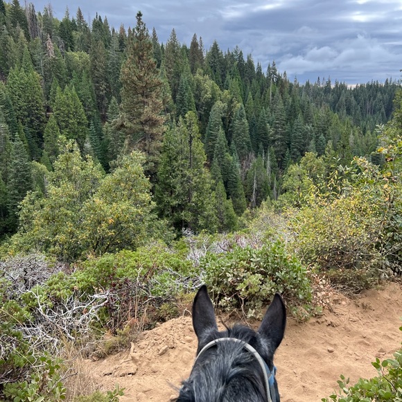 Meet your Posher, Cece - Picture 1 of 1